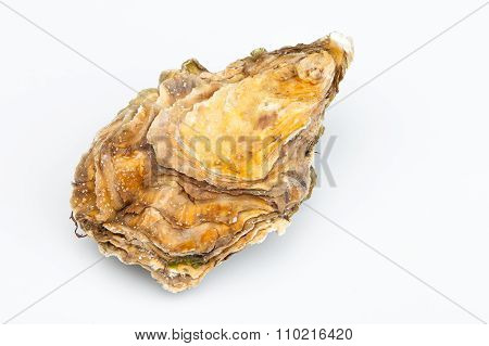 The fresh closed oyster