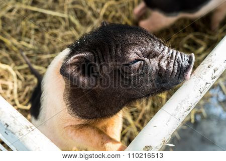 Dwarf Hog In The Cage
