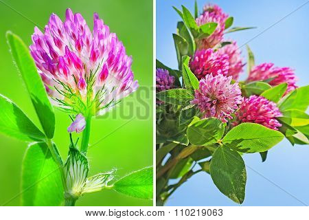Medicinal plant red Clover (Trifolium prat?nse)