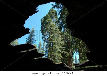 Viewfrominsideasequoia