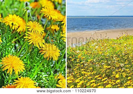 Medicinal plant Dandelion ( Taraxacum officinale )