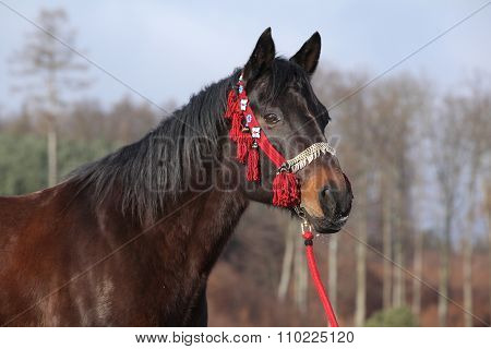 Beautiful Quarter Horse In Winter