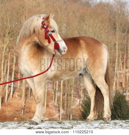 Amazing Haflinger In Winter
