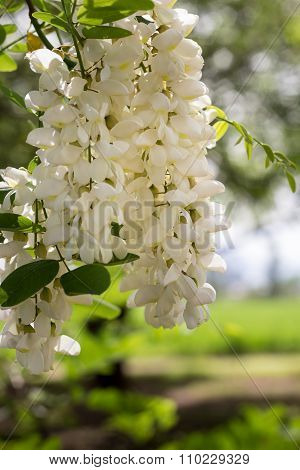 White Wisteria Flower Cluster