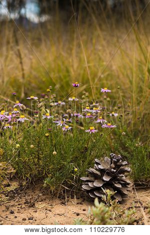 Pink Wild Flowers In A Grassfield In South Africa