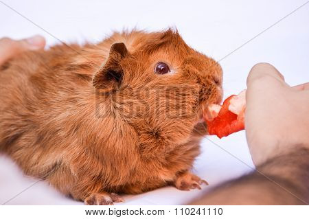 Guinea pig