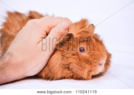 Guinea pig