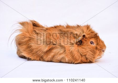 Guinea pig