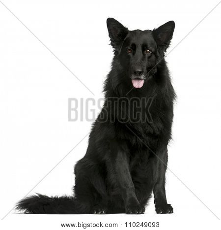 Groenendael sitting in front of a white background