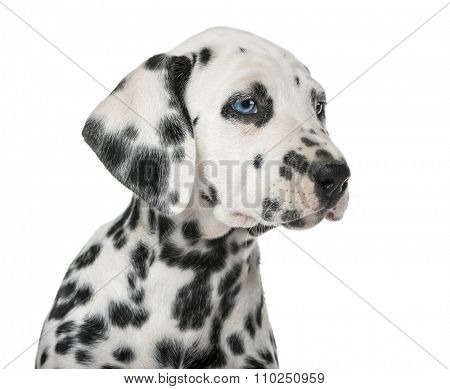 Close-up of a Dalmatian puppy with heterochromia in front of a white background