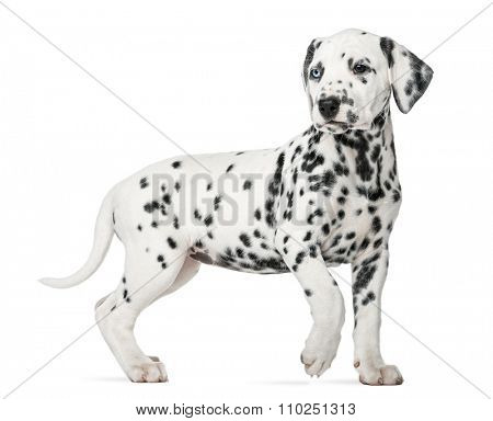 Dalmatian puppy with heterochromia walking in front of a white background