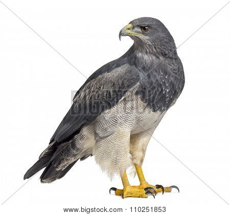 Chilean blue eagle - Geranoaetus melanoleucus (17 years old) in front of a white background