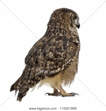 Spotted eagle-owl - Bubo africanus (4 years old) in front of a white background