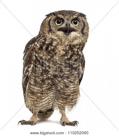 Spotted eagle-owl - Bubo africanus (4 years old) in front of a white background