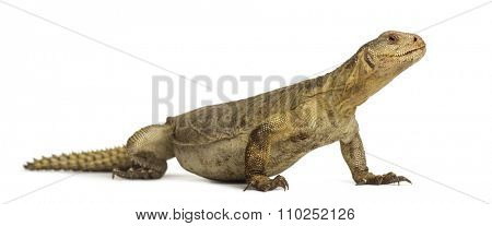 Female Egyptian mastigure (10 years old), uromastyx aegyptia, in front of a white background 