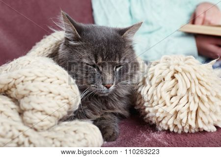 Grey lazy cat sitting near reading woman on sofa in the room, close up