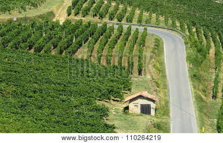 Vineyards In Oltrepo Pavese (italy)