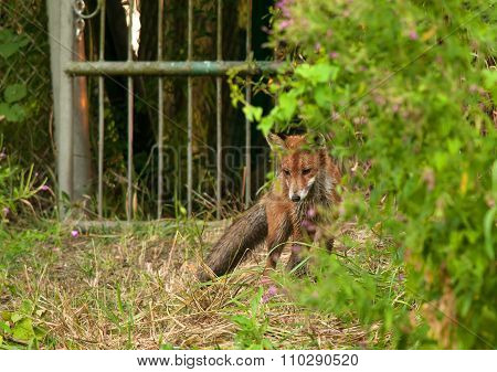 Photo Of Fox In Summer, Hunting For A Mole.horizontal.