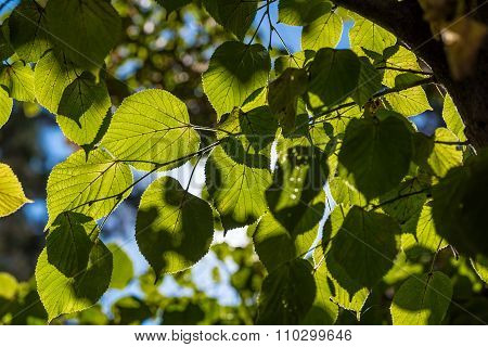 Sunny linden leaves.