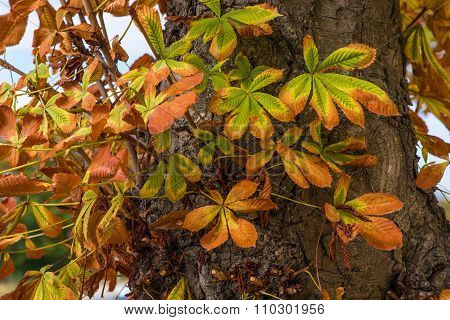 Chestnut leaves.