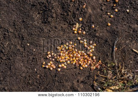 Sprinkled corn.