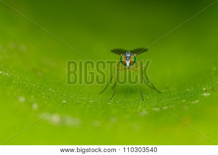 A Macro photo of a Dolichopodidae fly, insect