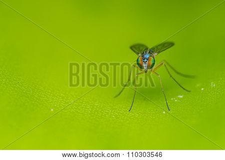 A Macro photo of a Dolichopodidae fly, insect