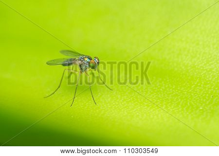 A Macro photo of a Dolichopodidae fly, insect