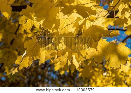 Golden autumn maple leaves.