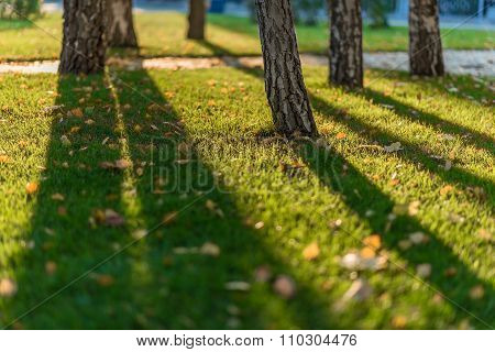 Autumn sun and shadows .