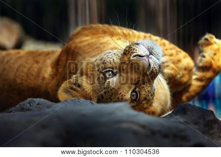 liger roll over her back. Novosibirs Zoo