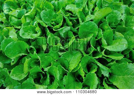 green choysum plants in growth at vegetable garden