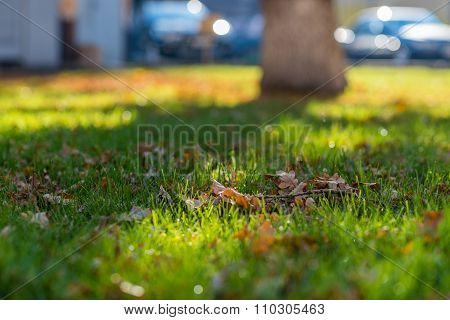 Dry oak branch.