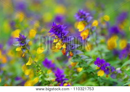 Melampyrum Nemorosum, Soft Focus