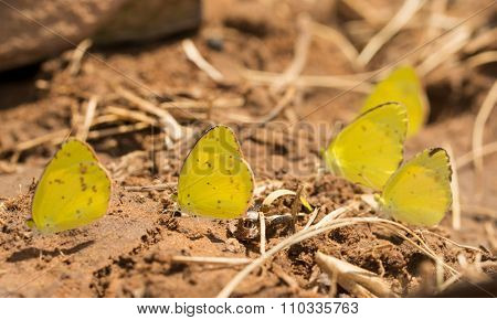 Group of Little Yellow, Eurema lisa butterflies seeking nutrients from wet soil