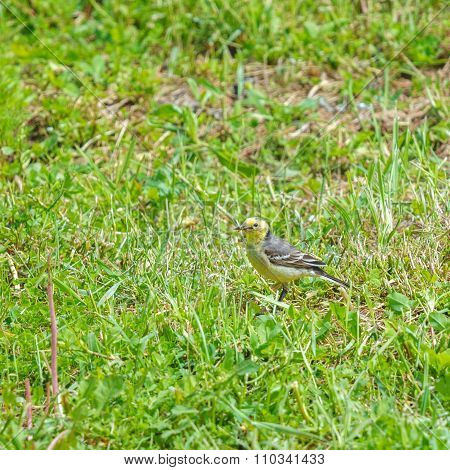 Western Yellow Wagtail  (motacilla Flava)