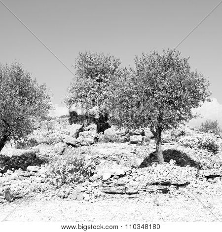From The Hill In Asia Turkey Selge Old Architecture Ruins And Nature