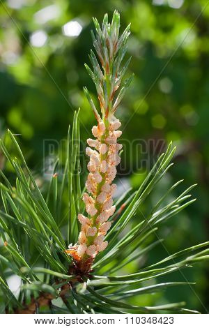 Pine Branch With Strobile, Closeup