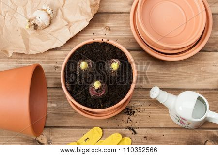 Gardening Concept. Gladiolus Bulbs. Watering Can. Pots, Gloves.