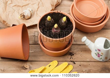 Gardening Concept. Gladiolus Bulbs. Watering Can. Pots, Gloves.