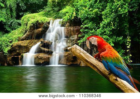 beautiful macow bird with artificial waterfall background