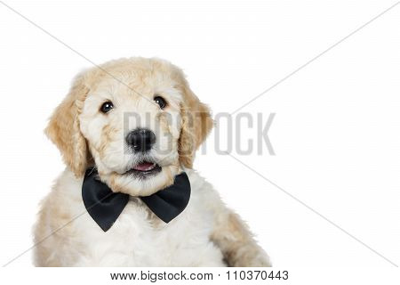 Cute Puppy Over White