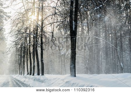 Winter In The Forest With Snow Dust On The Roads In Russia, Siberia