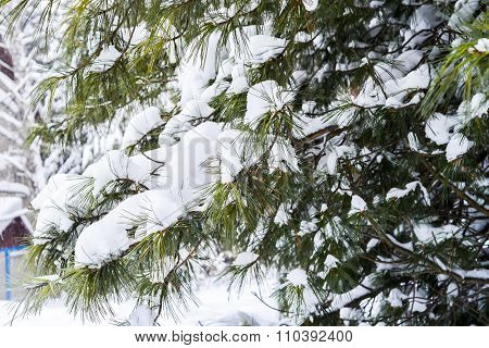 Winter Landscape With Branches Of Pine Tree Covered In Snow In Russia