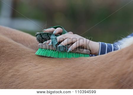 Girl Grooming Horse