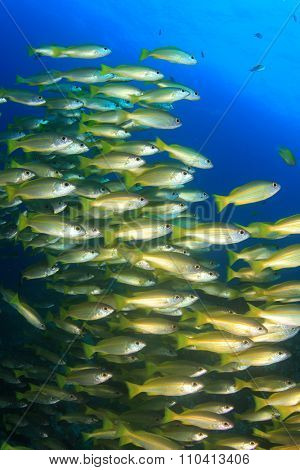School of Bigeye Snapper fish on an underwater coral ref in ocean