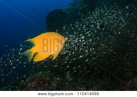 Yellow Damselfish underwater