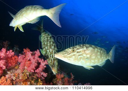 School Longnosed Emperor fish hunting on coral reef