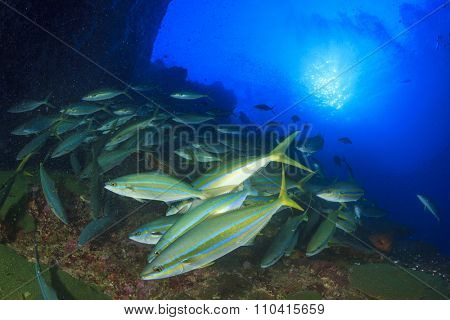 Mass swarm of predator fish hunting: Emperors. Tuna, Trevallies, Snappers, Rainbow Runners