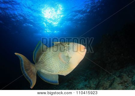 Underwater Tropical fish: Yellowmargin Triggerfish